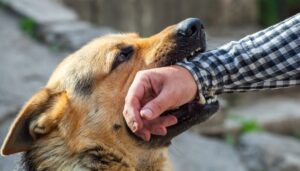 German shepherd dog biting arm of stranger.